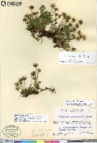 Erigeron mexiae image