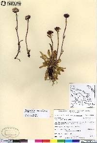 Erigeron uniflorus var. eriocephalus image