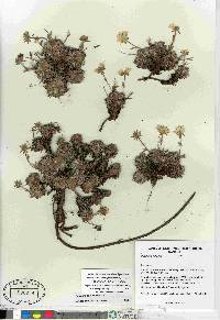 Potentilla subvahliana image