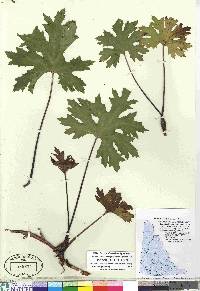 Petasites frigidus image