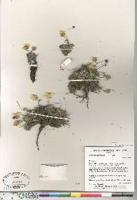 Potentilla subvahliana image