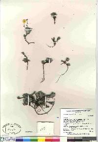 potentilla subgorodkovii image