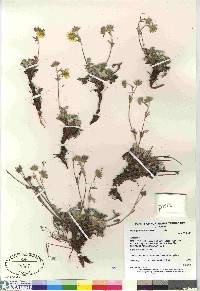 potentilla subgorodkovii image