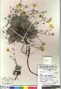 potentilla subgorodkovii image