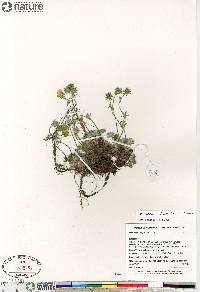 potentilla subgorodkovii image