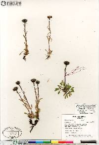 Erigeron humilis image