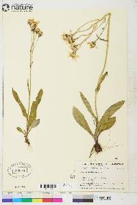 Senecio lugens image