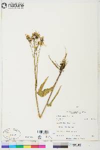 Senecio lugens image