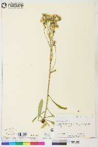 Senecio lugens image