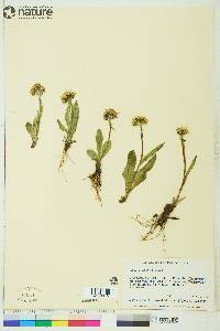 Senecio lugens image