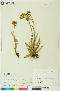 Senecio lugens image