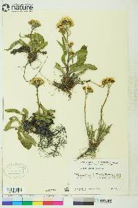 Senecio lugens image