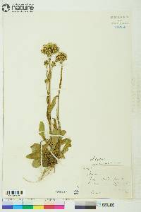 Senecio lugens image