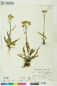 Senecio lugens image