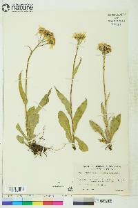 Senecio lugens image