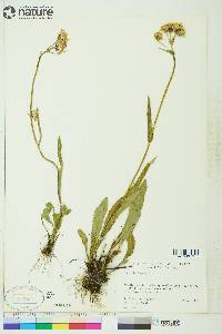 Senecio lugens image