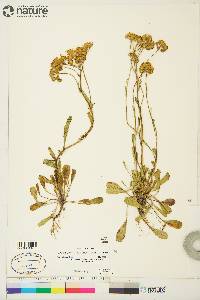 Packera streptanthifolia image