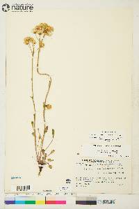 Packera streptanthifolia image