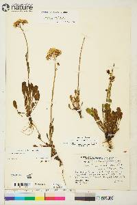 Packera streptanthifolia image