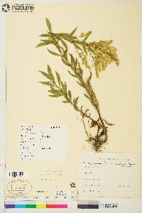 Solidago lepida var. salebrosa image