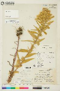 Solidago lepida image