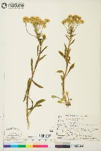 Solidago multiradiata image