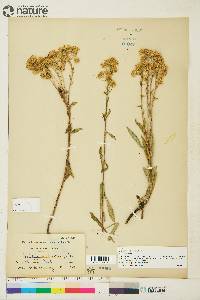 Solidago multiradiata image