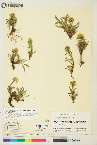 Solidago multiradiata image