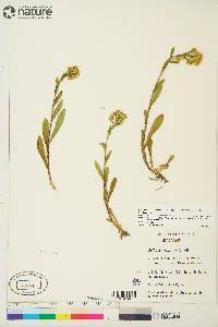 Solidago multiradiata image