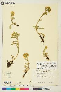 Solidago multiradiata image