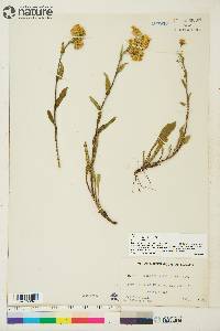 Solidago multiradiata image