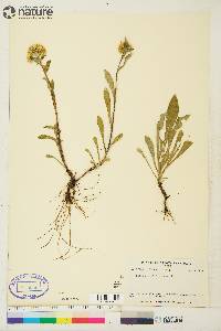 Solidago multiradiata image