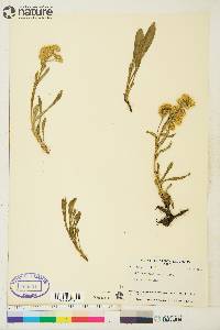 Solidago multiradiata image