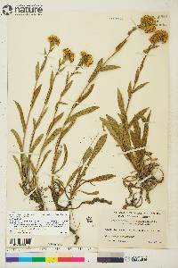 Solidago multiradiata image