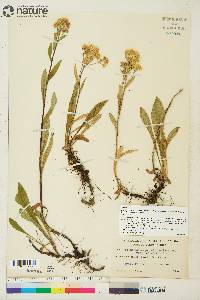 Solidago multiradiata image