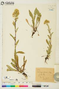 Solidago multiradiata image