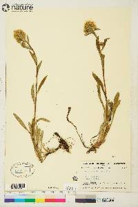 Solidago multiradiata image