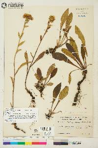 Solidago multiradiata image