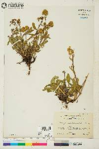 Solidago multiradiata image