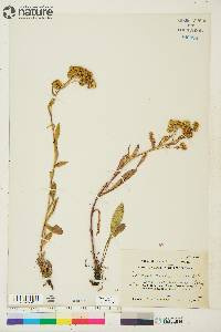 Solidago multiradiata image