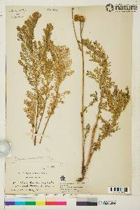 Tanacetum huronense image