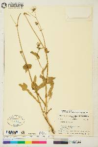 Sonchus oleraceus image