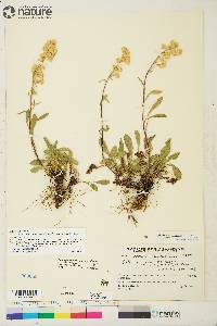 Solidago simplex image