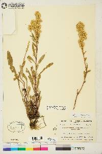 Solidago simplex var. simplex image