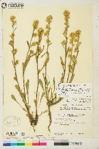 Solidago simplex var. simplex image