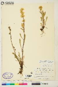 Solidago simplex image