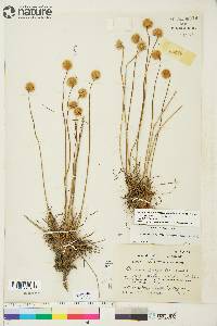 Armeria maritima subsp. sibirica image