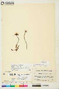 Taraxacum phymatocarpum image