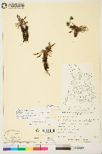 Taraxacum phymatocarpum image