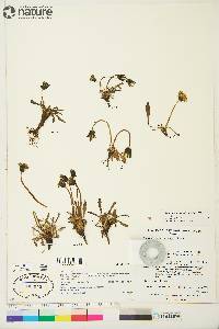 Taraxacum phymatocarpum image